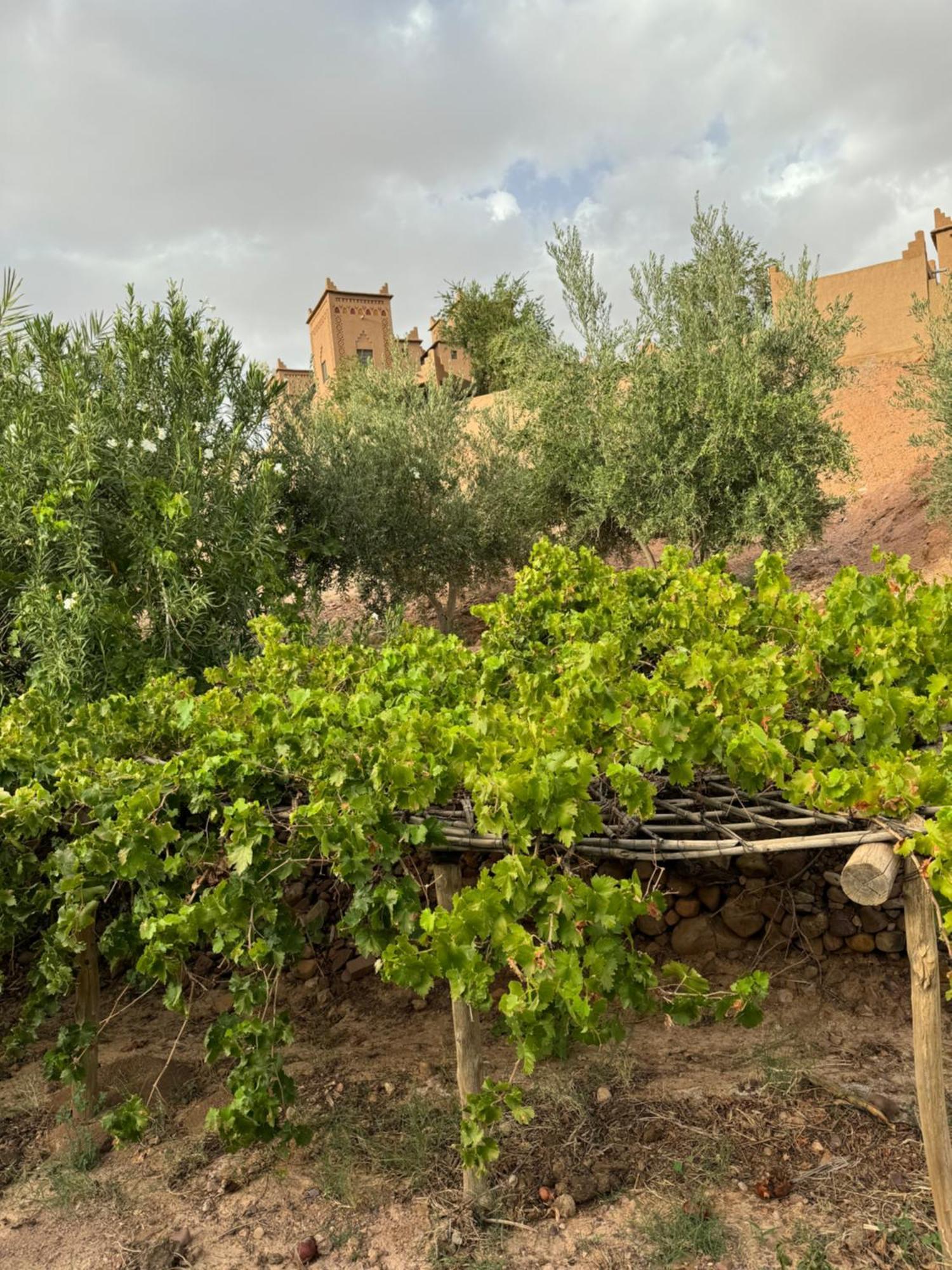 Отель Kasbah Ait Benhadda Скура Экстерьер фото